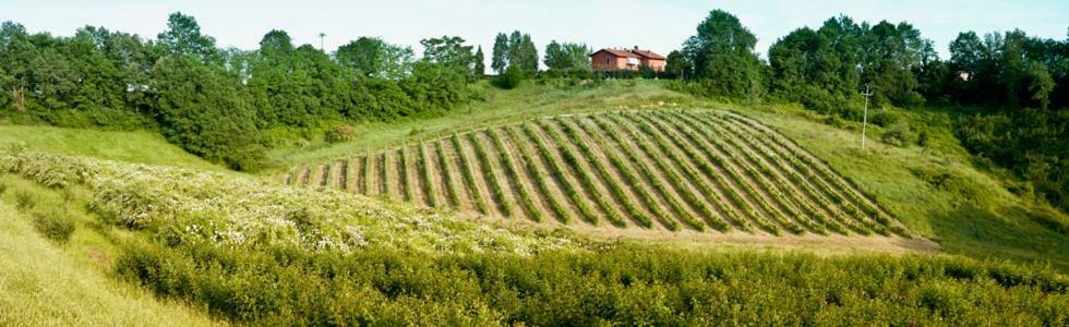 Il Pino Bioagricoltura Villa Terranuova Bracciolini Ngoại thất bức ảnh